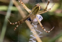 L'Argiope frelon ou Argiope fascie. Une femelle immature (Araneae - Araneidae - Argiope bruennichi)